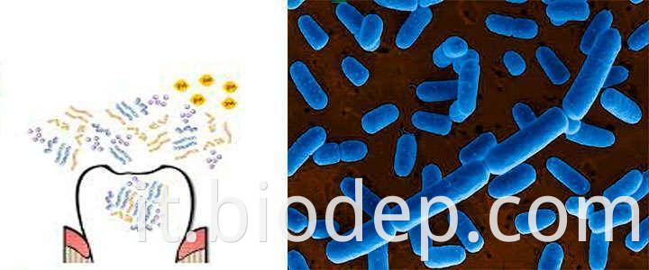 lactobacillus-salivarius-wb21